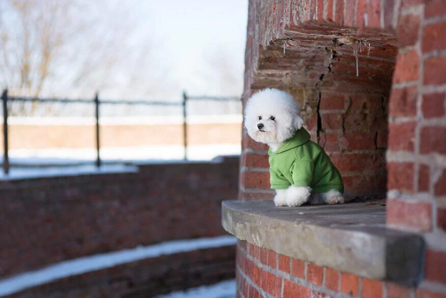 AMIPLAY Sweat-shirt à Capuche Texas Noir 45cm 6 AMIPLAY Sweat-shirt à Capuche Texas Noir 45cm – Image 4