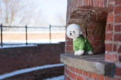 AMIPLAY Sweat-shirt à Capuche Texas Rouge 30cm 13 AMIPLAY Sweat-shirt à Capuche Texas Rouge 30cm -Animaux Fournitures Magasin fre pl AMIPLAY Sweat shirt a capuche Texas rouge 30cm 28485 6