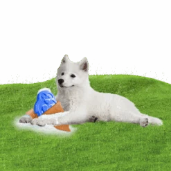 CoolPets Ice PINGWIN Pour Chiens -Animaux Fournitures Magasin fre pl CoolPets Ice PINGWIN pour chiens 30501 4