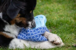 CoolPets Ice PINGWIN Pour Chiens -Animaux Fournitures Magasin fre pl CoolPets Ice PINGWIN pour chiens 30501 5