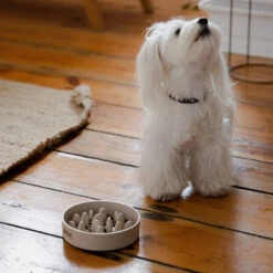 DINGO- Bol Lent En Fibre De Bambou- 1430 Ml 9 DINGO- Bol Lent En Fibre De Bambou- 1430 Ml -Animaux Fournitures Magasin fre pl DINGO bol lent en fibre de bambou 1430 ml 29823 4