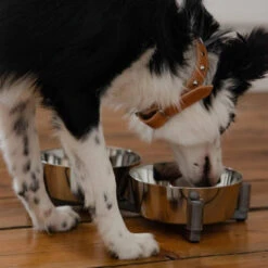 DINGO-set D'alimentation -2x1120 Ml 9 DINGO-set D'alimentation -2x1120 Ml -Animaux Fournitures Magasin fre pl DINGO set dalimentation 2x1120 ml 29836 4