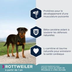 EUKANUBA Breed Specific Rottweiler 12kg + Surprise Gratuite Pour Votre Chien 11 EUKANUBA Breed Specific Rottweiler 12kg + Surprise Gratuite Pour Votre Chien -Animaux Fournitures Magasin fre pl EUKANUBA Breed Specific Rottweiler 12kg Surprise gratuite pour votre chien 27334 4