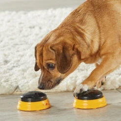 Hunger For Words TALKING PET NEXT WORDS NAMES 11 Hunger For Words TALKING PET NEXT WORDS NAMES -Animaux Fournitures Magasin fre pl Hunger for Words TALKING PET NEXT WORDS NAMES 29733 4