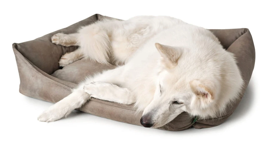 Hunter Bologna Panier Pour Chien Beige Taille S 5 Hunter Bologna Panier Pour Chien Beige Taille S – Image 3