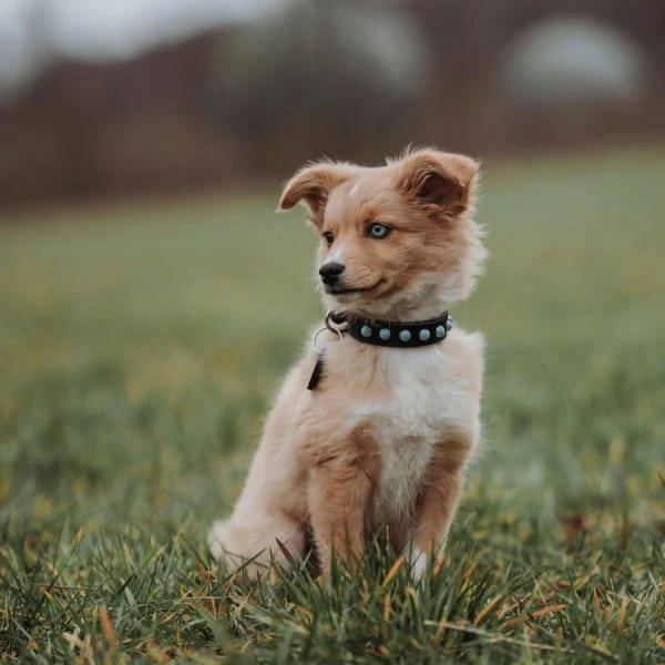 Hunter Modica Collier Pour Chien En Cuir XXS-XS 25cm 4 Hunter Modica Collier Pour Chien En Cuir XXS-XS 25cm – Image 2