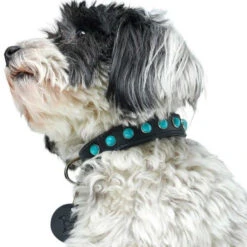 Hunter Modica Collier Pour Chien En Cuir XXS-XS 25cm 12 Hunter Modica Collier Pour Chien En Cuir XXS-XS 25cm -Animaux Fournitures Magasin fre pl Hunter Modica collier pour chien en cuir XXS XS 25cm 28229 5