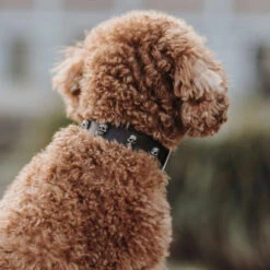 Hunter Mombasa Collier De Chien En Cuir S- 45 Cm -Animaux Fournitures Magasin fre pl Hunter Mombasa collier de chien en cuir S 45 cm 28236 3