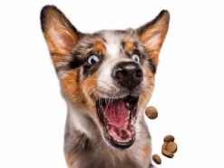 Josera Festival 15 Kg + Surprise Pour Votre Chien GRATUITES ! 12 Josera Festival 15 Kg + Surprise Pour Votre Chien GRATUITES ! -Animaux Fournitures Magasin fre pl Josera Festival 15 kg surprise pour votre chien GRATUITES 25307 6