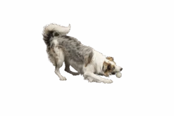 Kiwi Walker Let's Play GLOW BALL Maxi Balle 8 Kiwi Walker Let's Play GLOW BALL Maxi Balle -Animaux Fournitures Magasin fre pl Kiwi Walker Lets Play GLOW BALL Maxi balle 29862 3