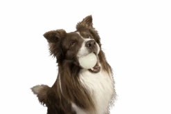 Kiwi Walker Let's Play GLOW BALL Maxi Balle 9 Kiwi Walker Let's Play GLOW BALL Maxi Balle -Animaux Fournitures Magasin fre pl Kiwi Walker Lets Play GLOW BALL Maxi balle 29862 4