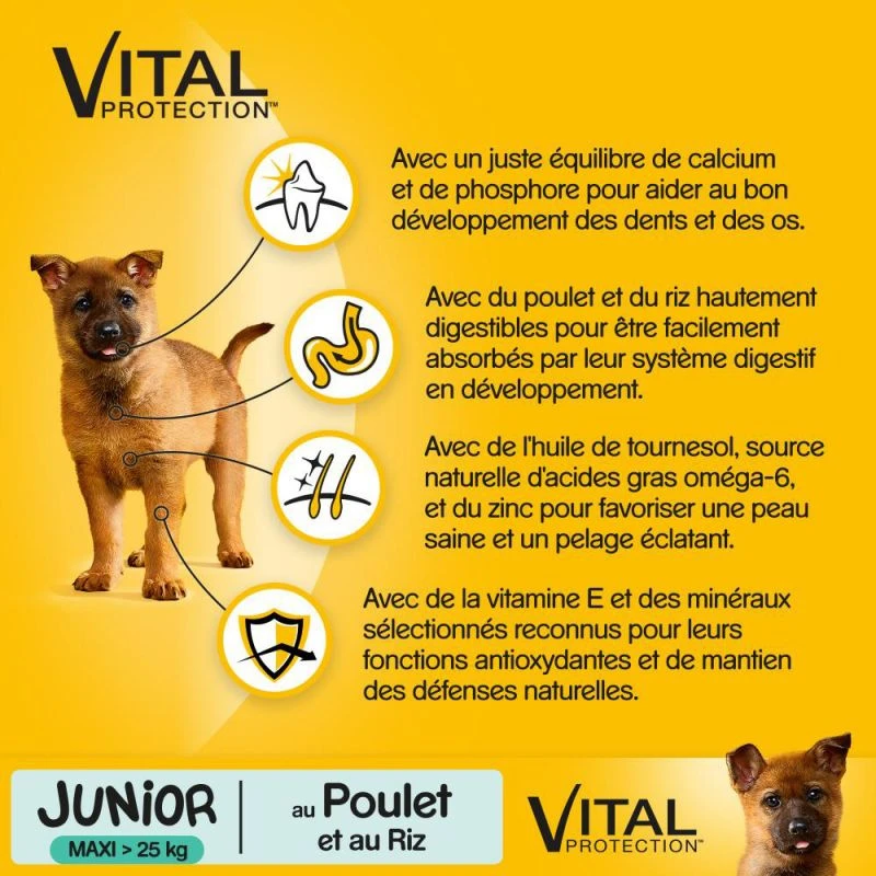 Pedigree Nourriture Sèche Pour Chiots De Grandes Races Et De Races Géantes Avec Poulet Et Riz 15kg 6 Pedigree Nourriture Sèche Pour Chiots De Grandes Races Et De Races Géantes Avec Poulet Et Riz 15kg – Image 4