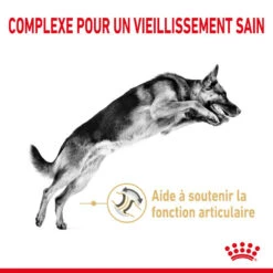 ROYAL CANIN Berger Allemand Adult 5+ 3kg 11 ROYAL CANIN Berger Allemand Adult 5+ 3kg -Animaux Fournitures Magasin fre pl ROYAL CANIN Berger Allemand Adult 5 3kg 12524 6