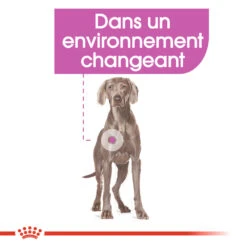 ROYAL CANIN CCN Maxi Relax Care 3kg 11 ROYAL CANIN CCN Maxi Relax Care 3kg -Animaux Fournitures Magasin fre pl ROYAL CANIN CCN Maxi Relax Care 3kg 16274 5