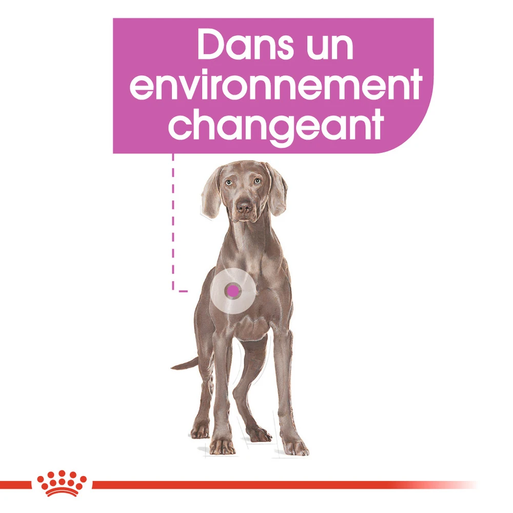 ROYAL CANIN CCN Maxi Relax Care 3kg 6 ROYAL CANIN CCN Maxi Relax Care 3kg – Image 4