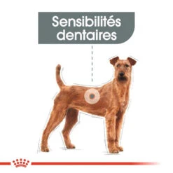 ROYAL CANIN CCN Medium Dental Care 3kg -Animaux Fournitures Magasin fre pl ROYAL CANIN CCN Medium Dental Care 3kg 10073 7