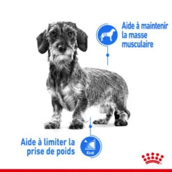 ROYAL CANIN CCN Mini Light Weight Care 1kg +OVER ZOO Délicatesse 100g GRATUIT -Animaux Fournitures Magasin fre pl ROYAL CANIN CCN Mini Light Weight Care 1kg OVER ZOO Delicatesse 100g GRATUIT 30801 2