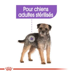ROYAL CANIN CCN Mini Sterilised 3kg -Animaux Fournitures Magasin fre pl ROYAL CANIN CCN Mini Sterilised 3kg 16293 7