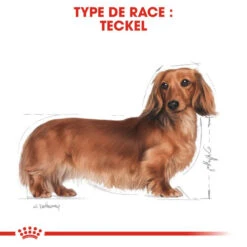 ROYAL CANIN Dachshund Adult 1,5kg -Animaux Fournitures Magasin fre pl ROYAL CANIN Dachshund Adult 1 5kg 15974 6