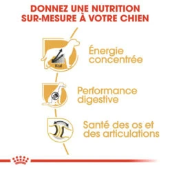 ROYAL CANIN Great Dane Adult 12kg -Animaux Fournitures Magasin fre pl ROYAL CANIN Great Dane Adult 12kg 9213 5