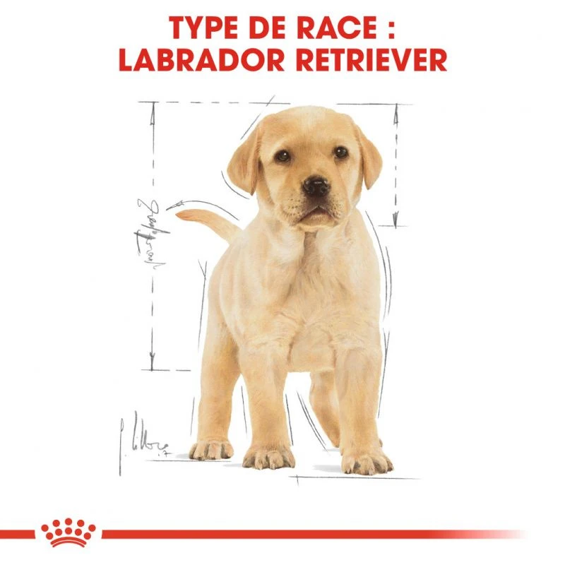ROYAL CANIN Labrador Retriever Puppy 12kg 7 ROYAL CANIN Labrador Retriever Puppy 12kg – Image 5