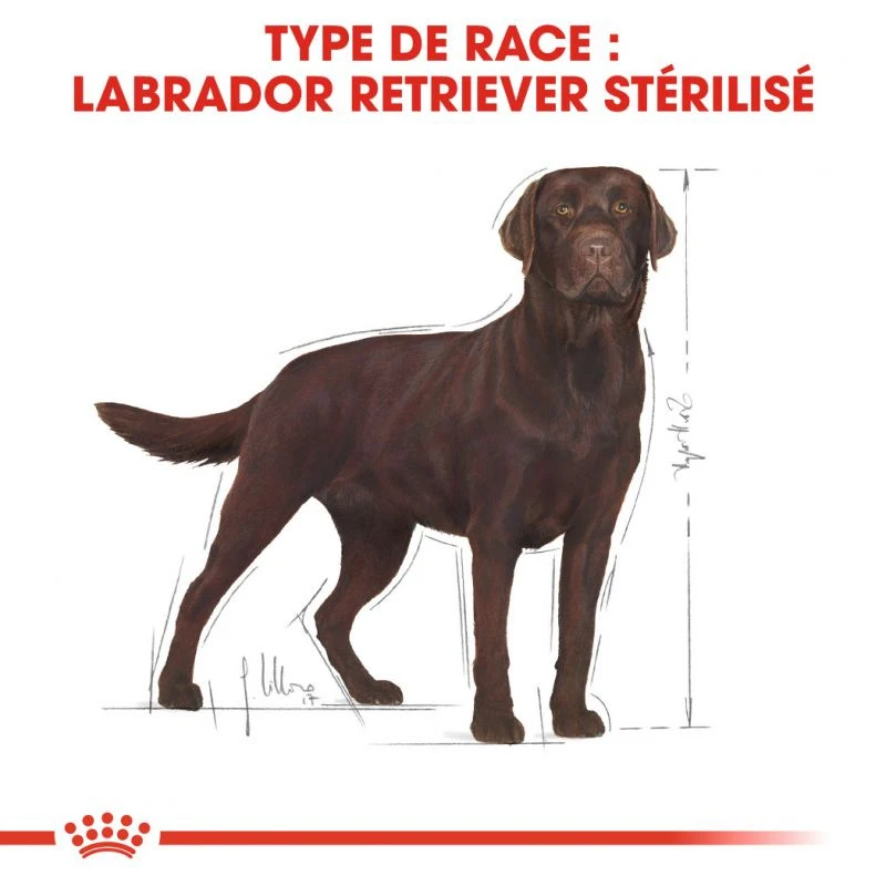 ROYAL CANIN Labrador Retriever Sterilised 12kg 4 ROYAL CANIN Labrador Retriever Sterilised 12kg – Image 2