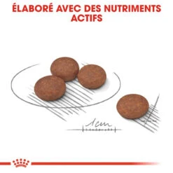 ROYAL CANIN Mini Digestive Care 1kg 10 ROYAL CANIN Mini Digestive Care 1kg -Animaux Fournitures Magasin fre pl ROYAL CANIN Mini Digestive Care 1kg 10082 10