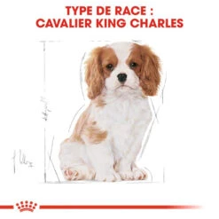 Royal Canin Cavalier King Charles Spaniel Puppy 1,5kg 10 Royal Canin Cavalier King Charles Spaniel Puppy 1,5kg -Animaux Fournitures Magasin fre pl Royal Canin Cavalier King Charles Spaniel Puppy 1 5kg 9177 5