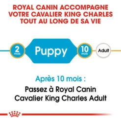 Royal Canin Cavalier King Charles Spaniel Puppy 1,5kg 12 Royal Canin Cavalier King Charles Spaniel Puppy 1,5kg -Animaux Fournitures Magasin fre pl Royal Canin Cavalier King Charles Spaniel Puppy 1 5kg 9177 8