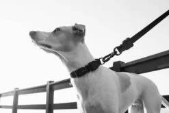 ZEE DOG GOTHAM L Collier Pour Chien 7 ZEE DOG GOTHAM L Collier Pour Chien -Animaux Fournitures Magasin fre pl ZEE DOG GOTHAM L collier pour chien 28748 3