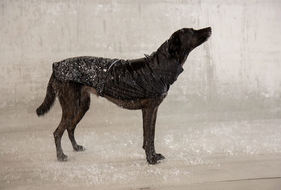 ZEE DOG Ozzy Imperméable Pour Votre Chien L 4 ZEE DOG Ozzy Imperméable Pour Votre Chien L – Image 2