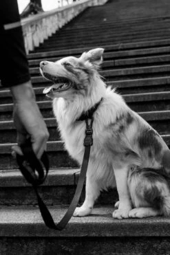 ZEE DOG Laisse Pour Chien GOTHAM XS 7 ZEE DOG Laisse Pour Chien GOTHAM XS -Animaux Fournitures Magasin fre pl ZEE DOG laisse pour chien GOTHAM XS 28741 3